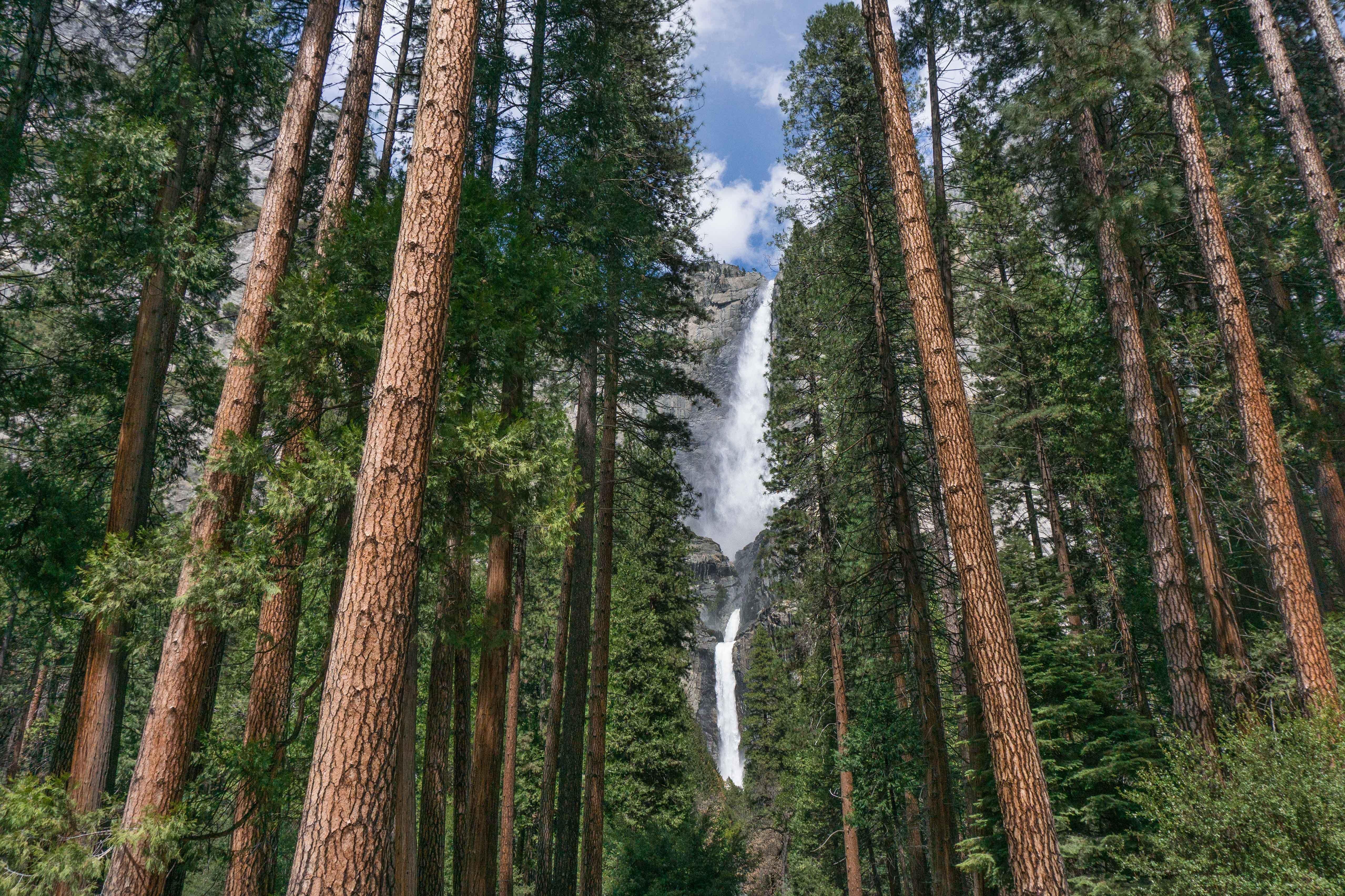 Holiday Inn Express & Suites Oakhurst-Yosemite Park Area By Ihg Экстерьер фото